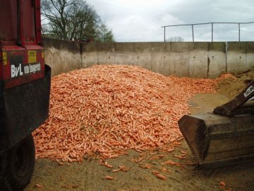 Carrots